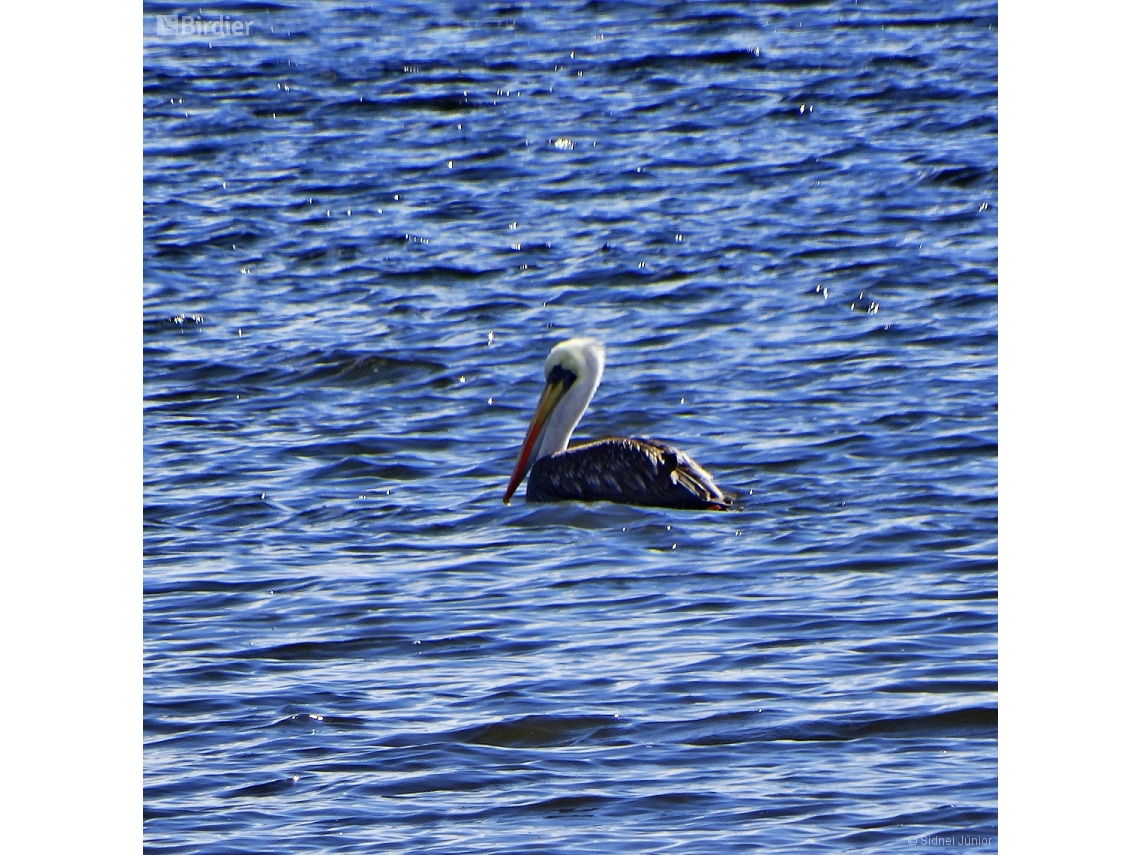 Pelecanus thagus