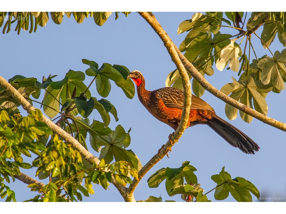 Penelope ochrogaster