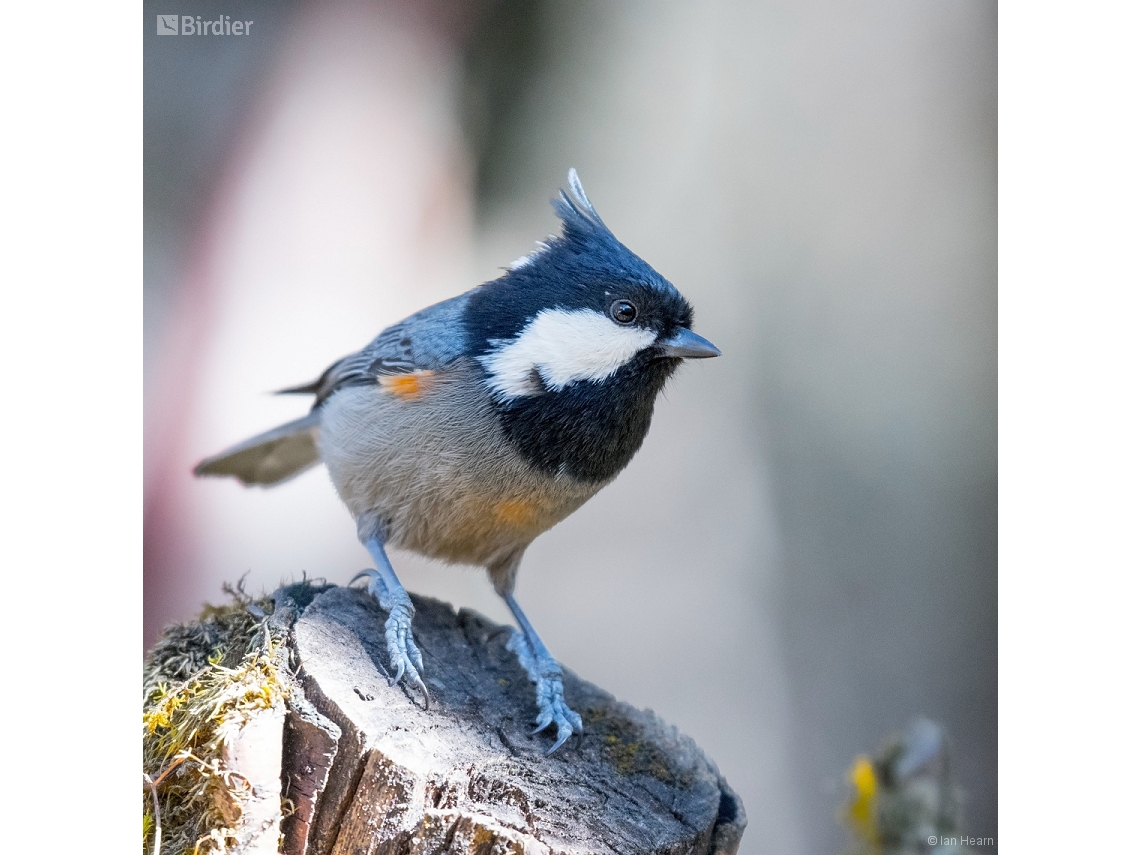 Periparus ater