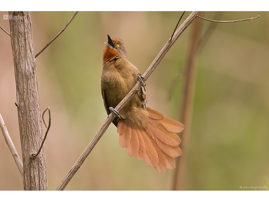 Phacellodomus erythrophthalmus