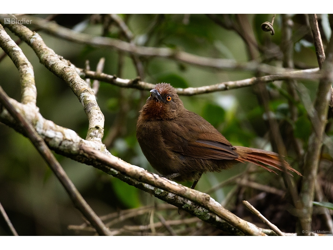 Phacellodomus erythrophthalmus