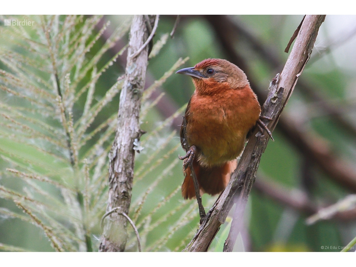 Phacellodomus ferrugineigula