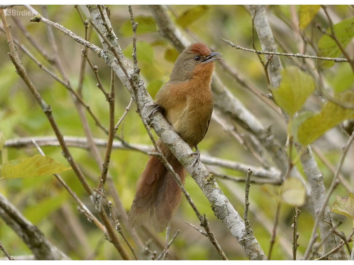 Phacellodomus ferrugineigula