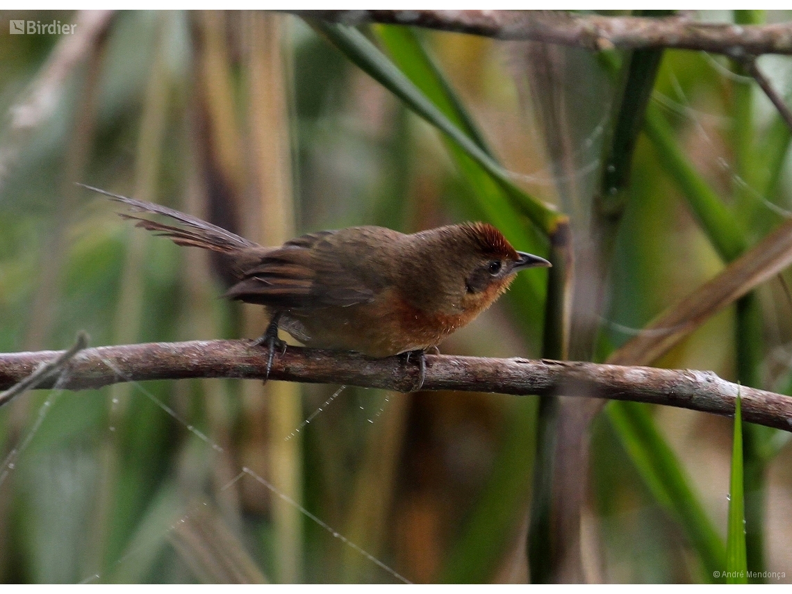 Phacellodomus ferrugineigula