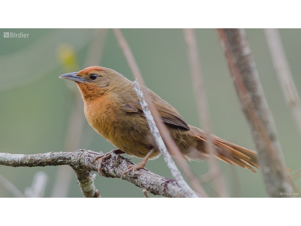 Phacellodomus ferrugineigula