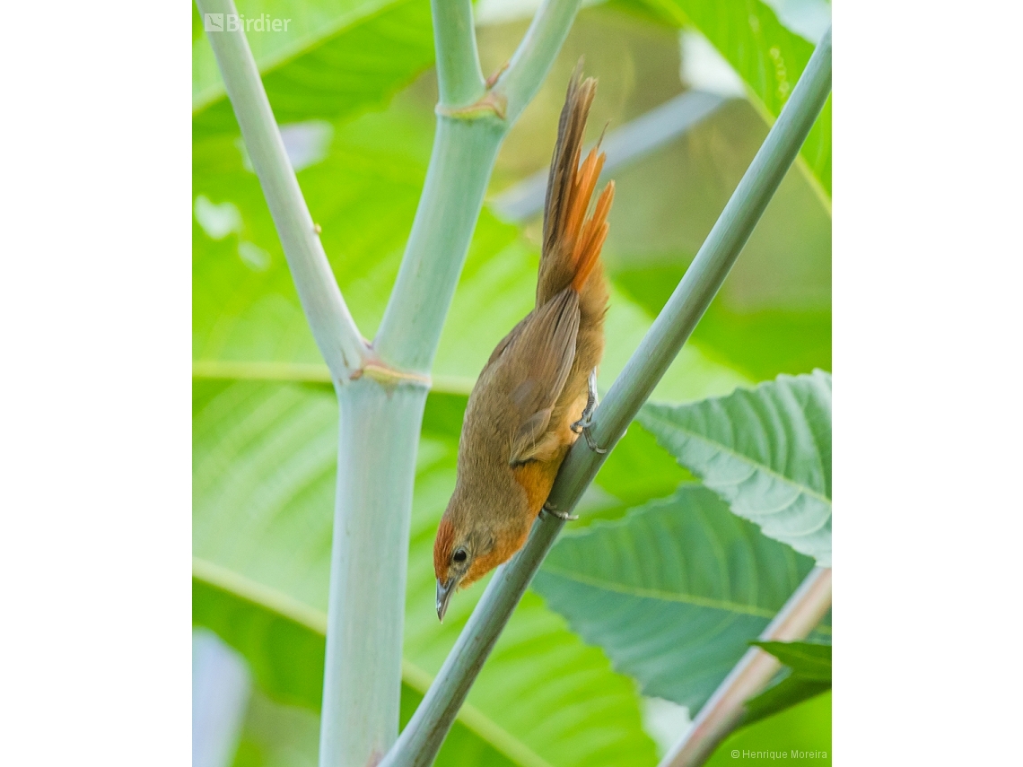Phacellodomus ferrugineigula