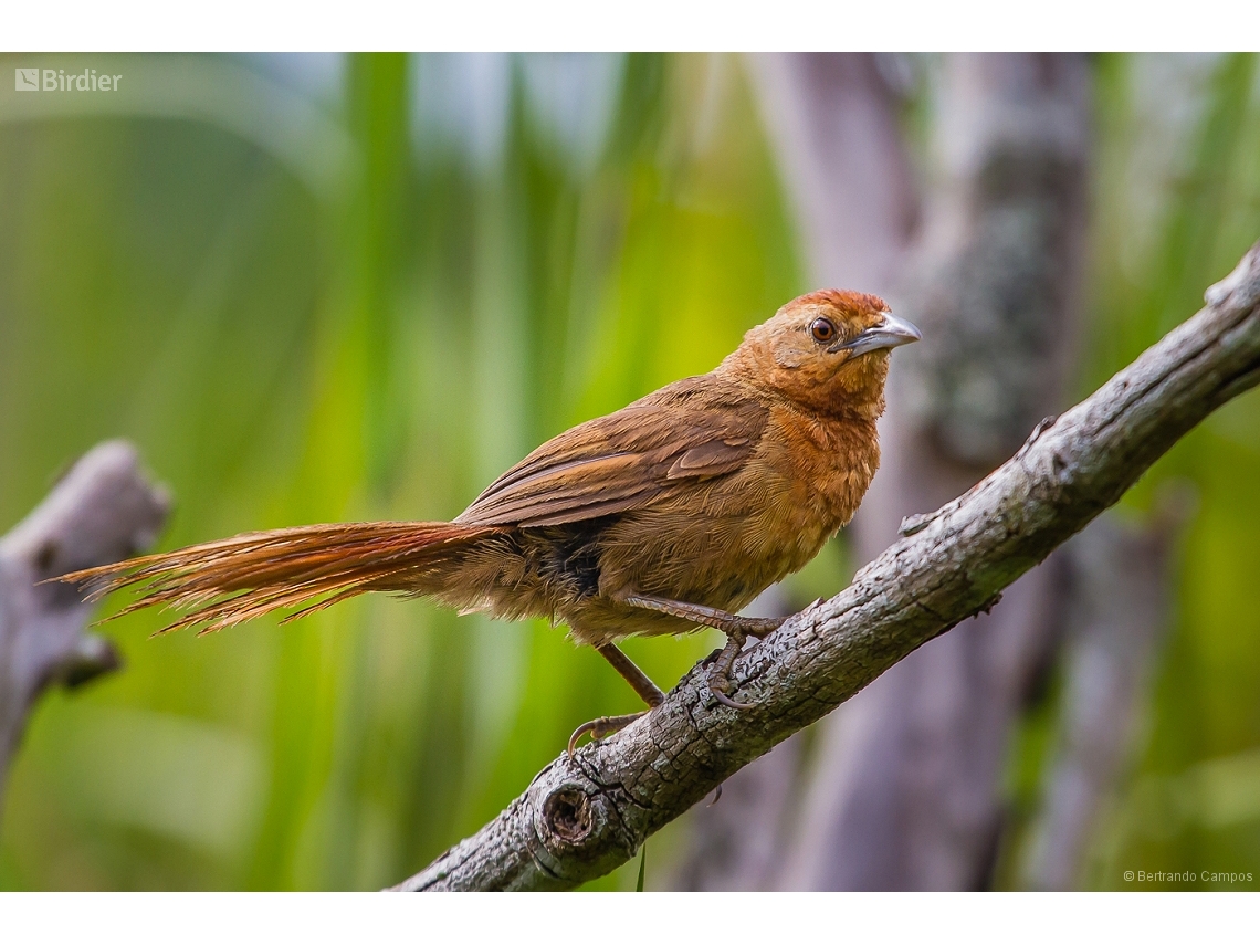 Phacellodomus ferrugineigula