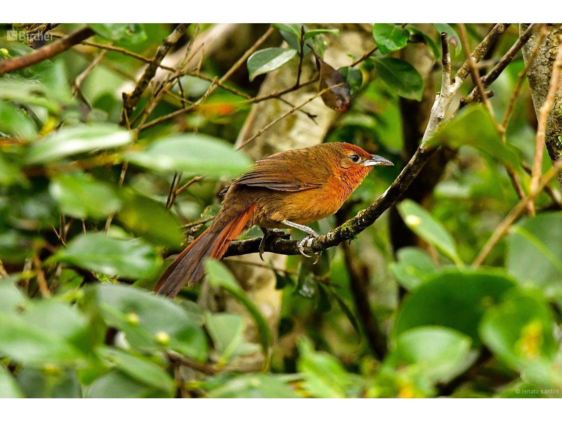 Phacellodomus ferrugineigula
