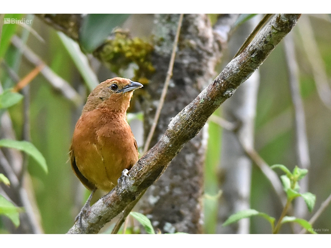 Phacellodomus ferrugineigula