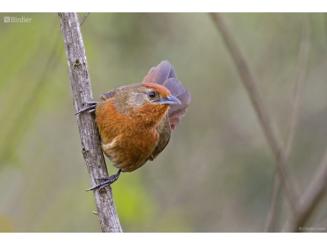 Phacellodomus ferrugineigula