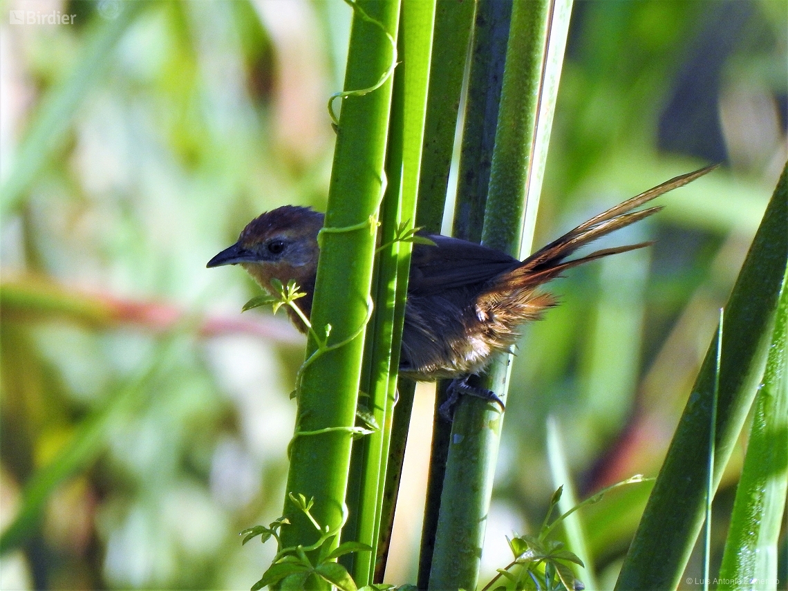 Phacellodomus ferrugineigula