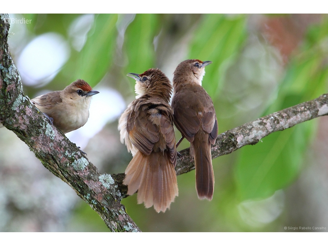 Phacellodomus rufifrons