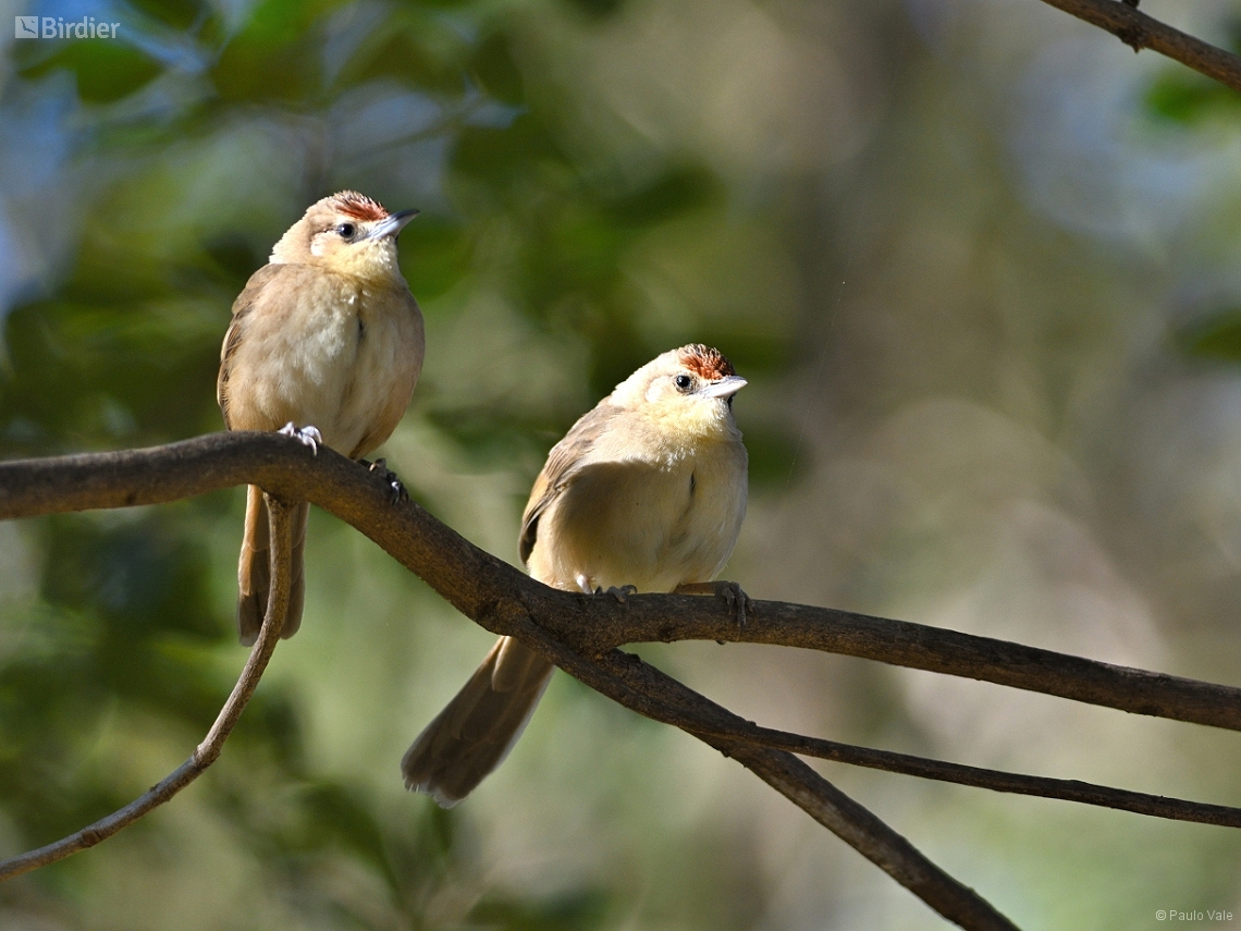 Phacellodomus rufifrons