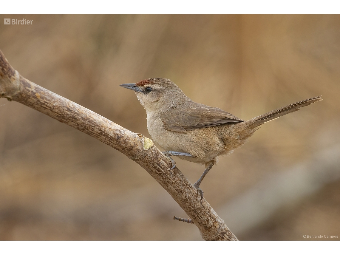 Phacellodomus rufifrons