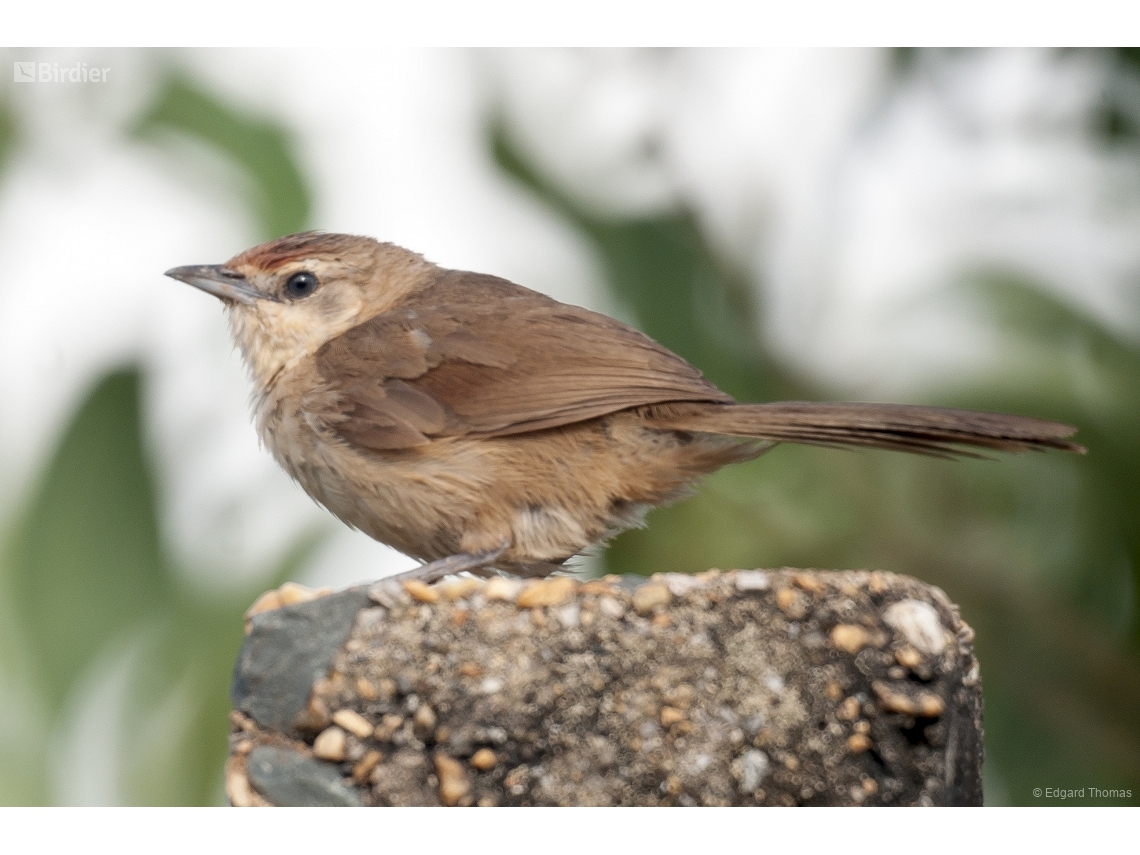 Phacellodomus rufifrons