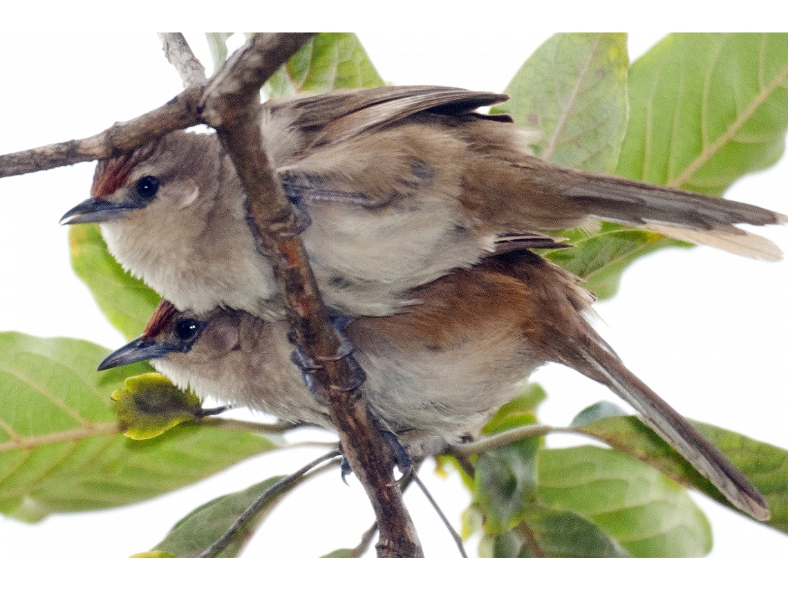 Phacellodomus rufifrons