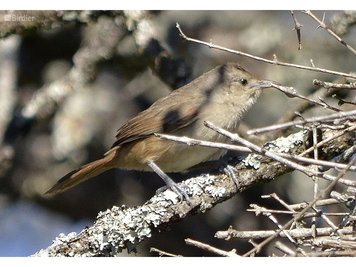 Phacellodomus sibilatrix