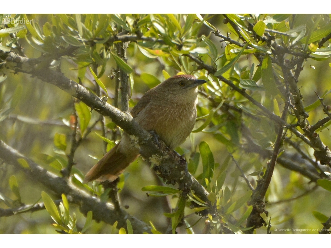 Phacellodomus striaticollis
