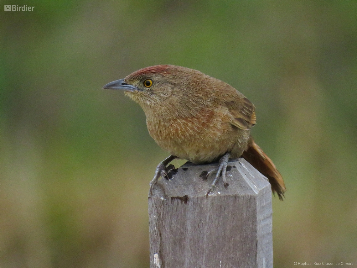Phacellodomus striaticollis