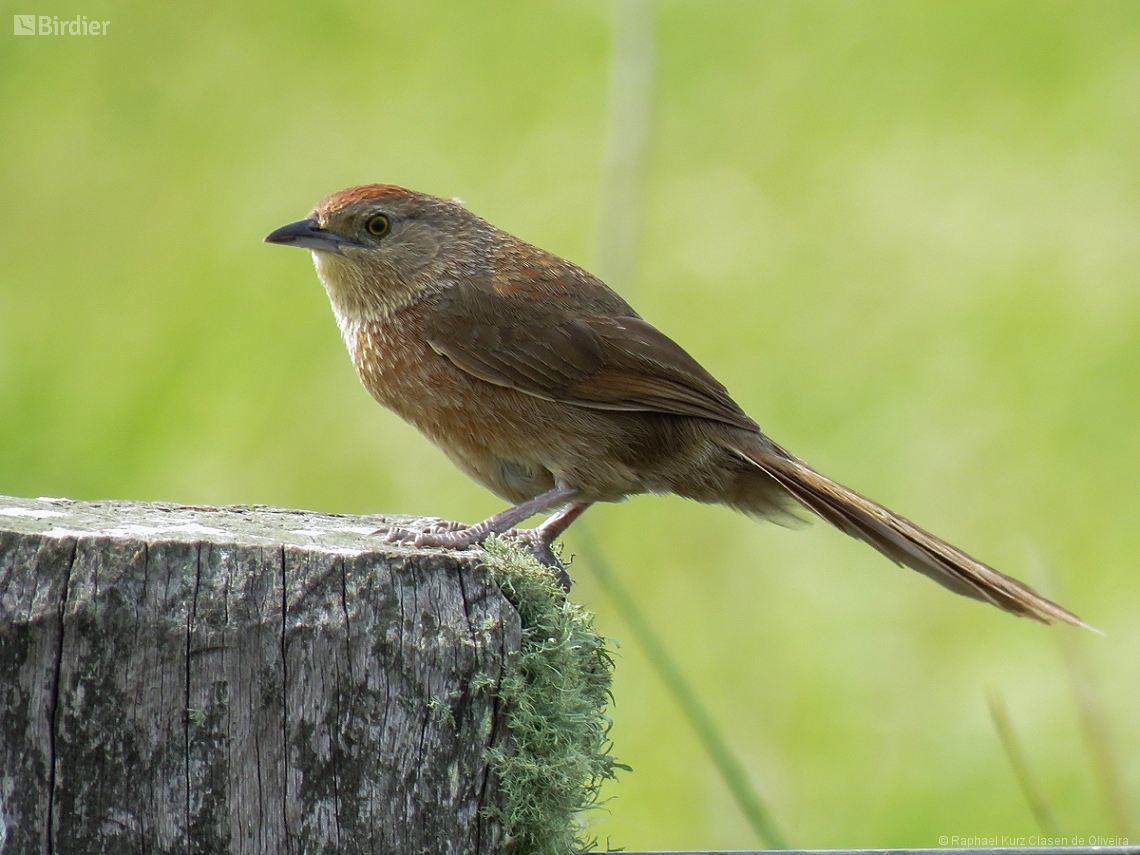 Phacellodomus striaticollis