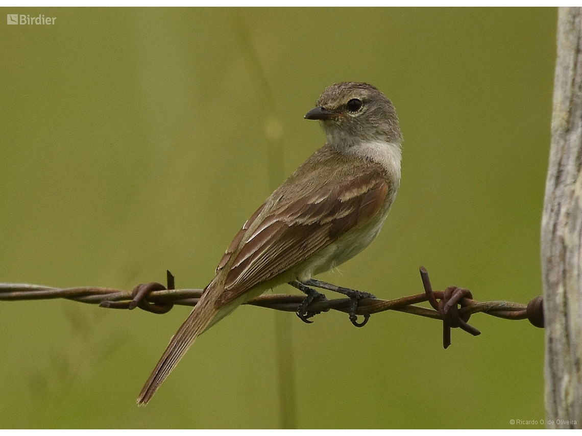 Nesotriccus murinus