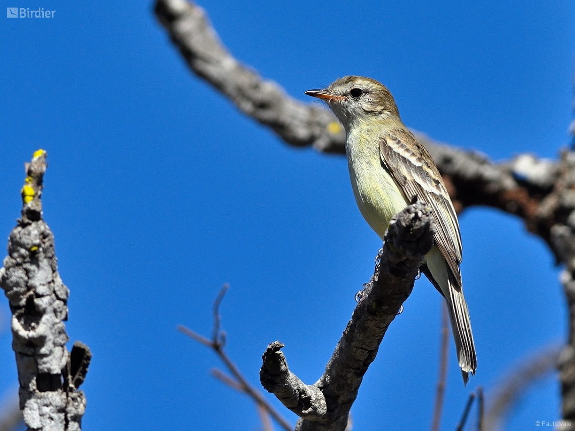 Nesotriccus murinus