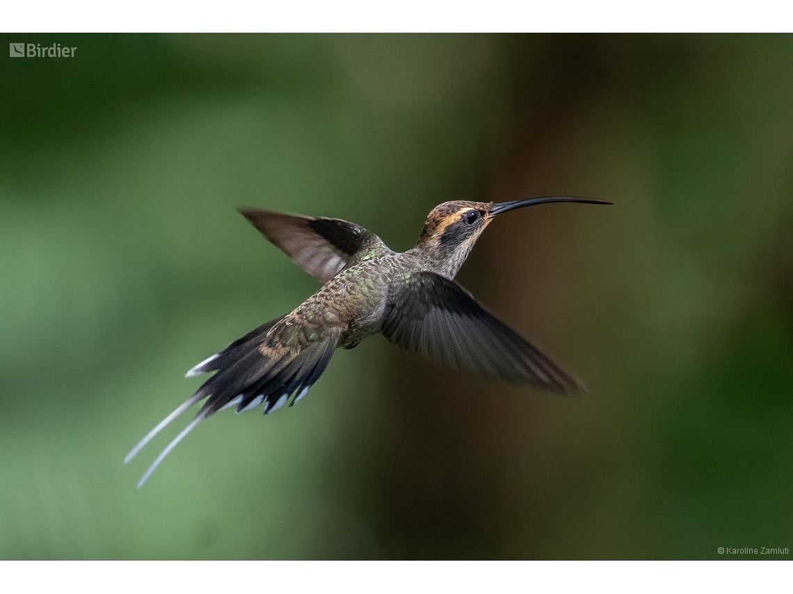 Phaethornis eurynome