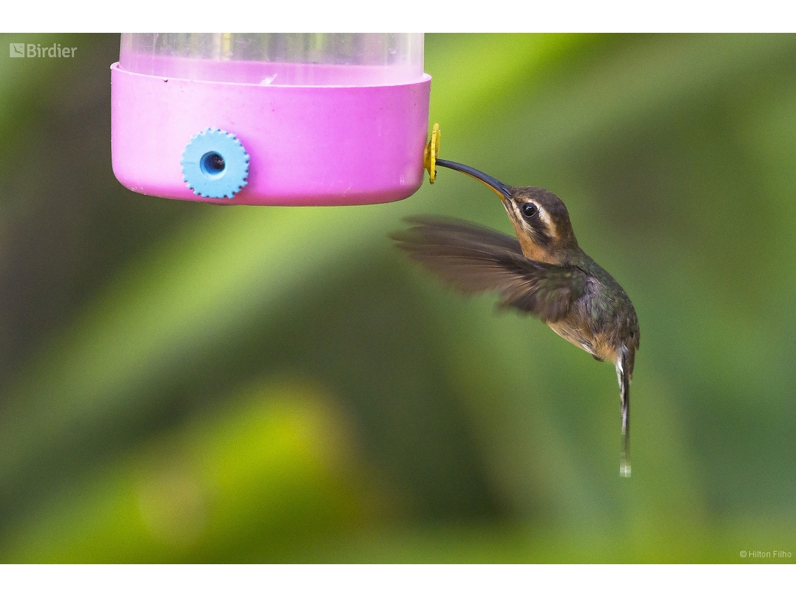 Phaethornis idaliae
