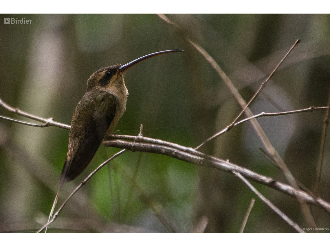Phaethornis margarettae