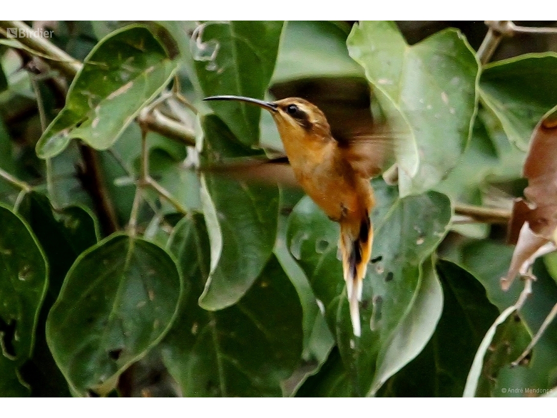 Phaethornis nattereri