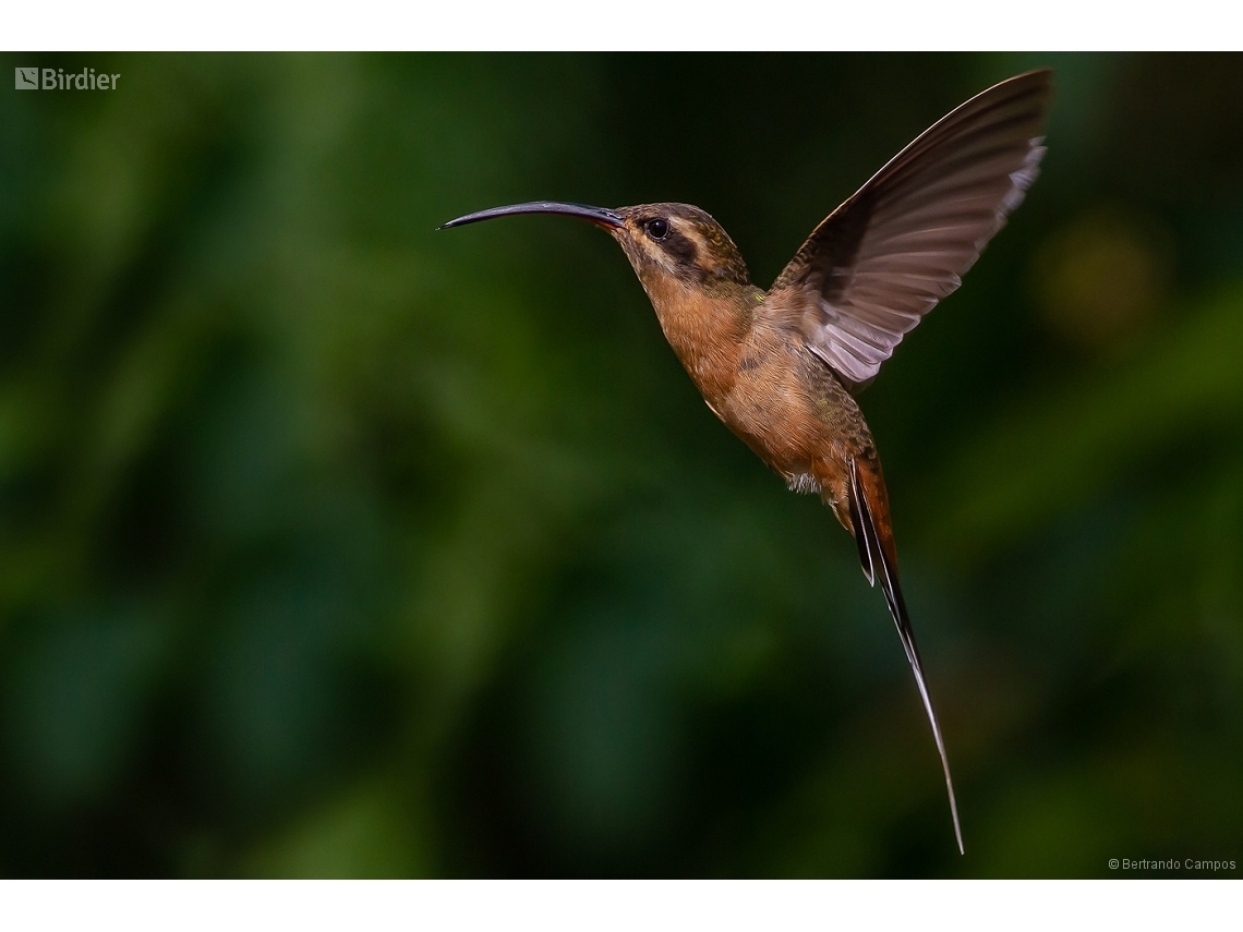 Phaethornis pretrei