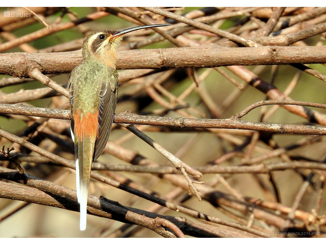 Phaethornis pretrei