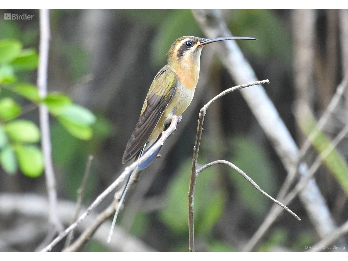 Phaethornis pretrei