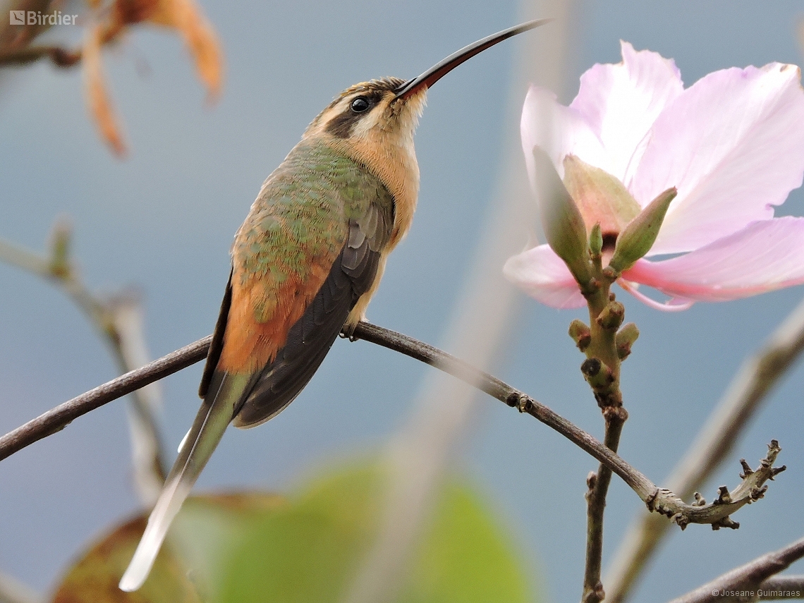 Phaethornis pretrei