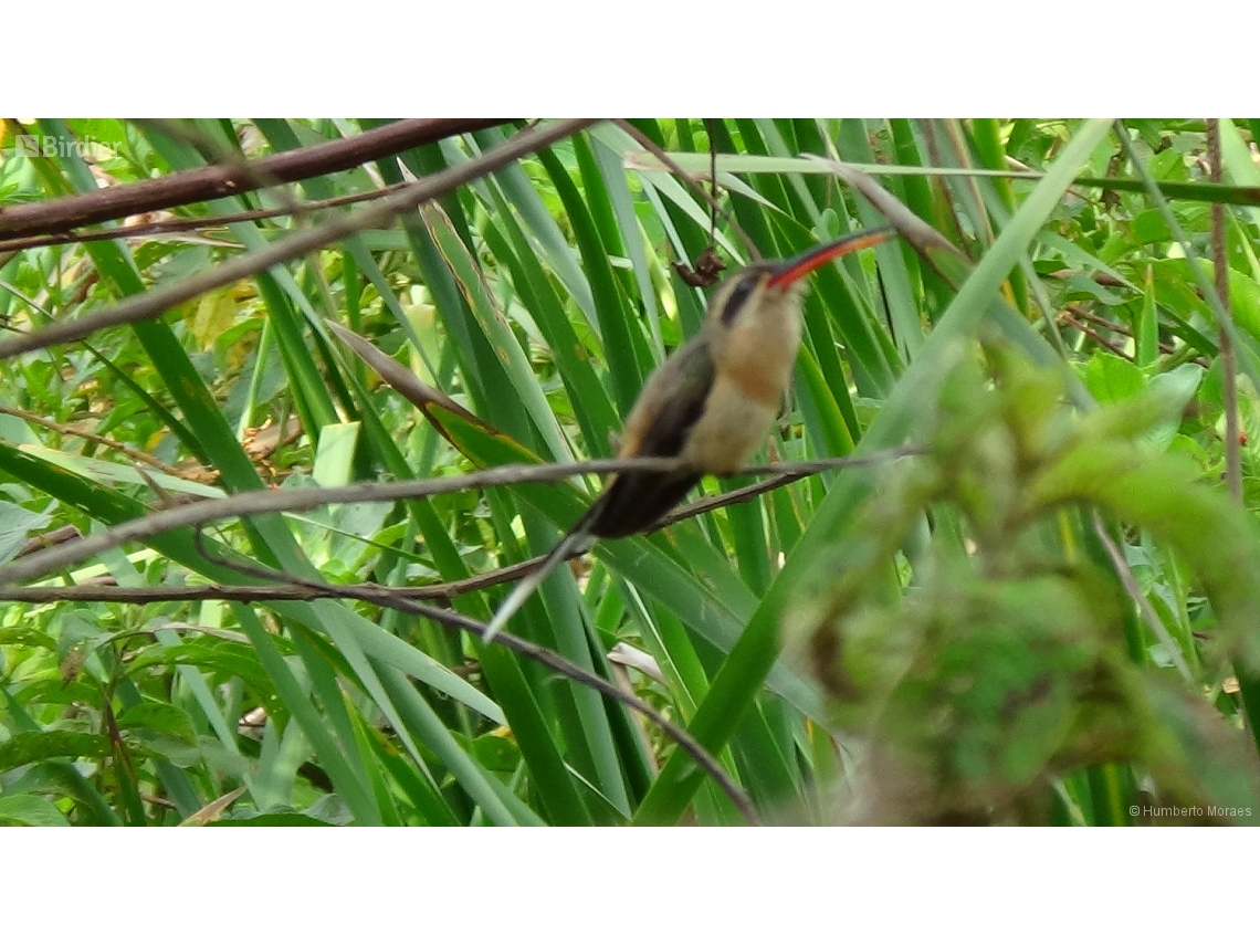 Phaethornis pretrei
