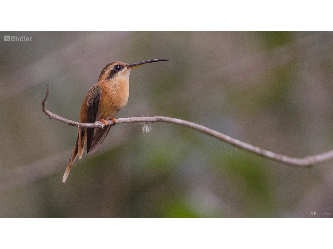 Phaethornis ruber