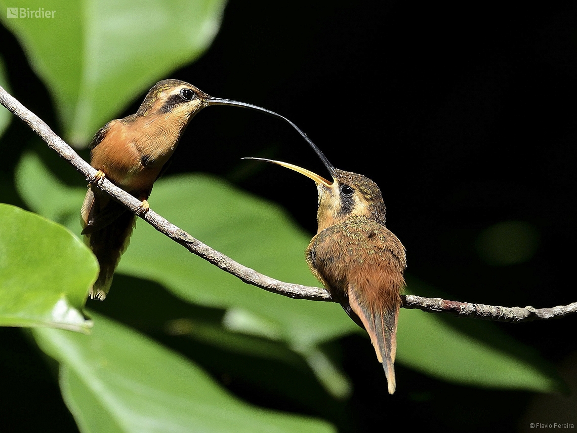 Phaethornis ruber