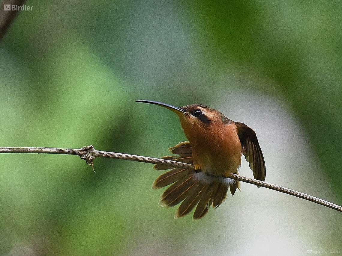 Phaethornis ruber