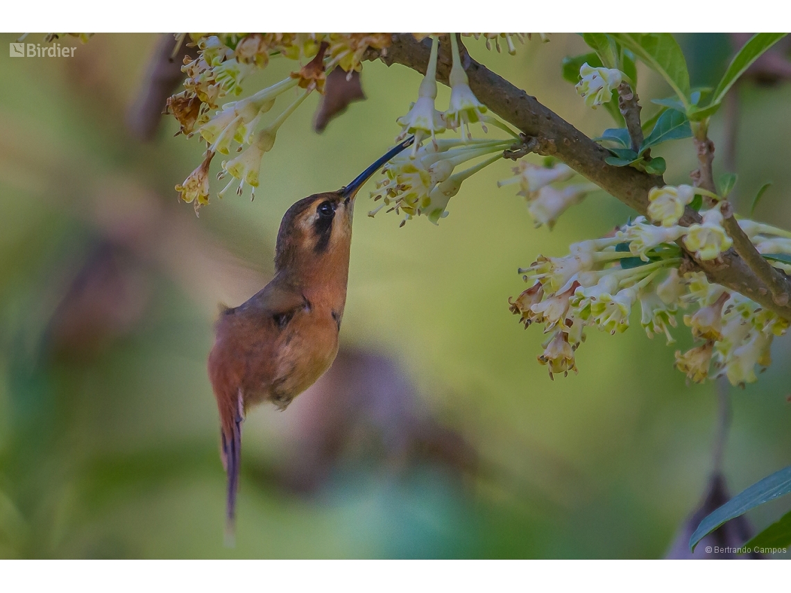 Phaethornis ruber