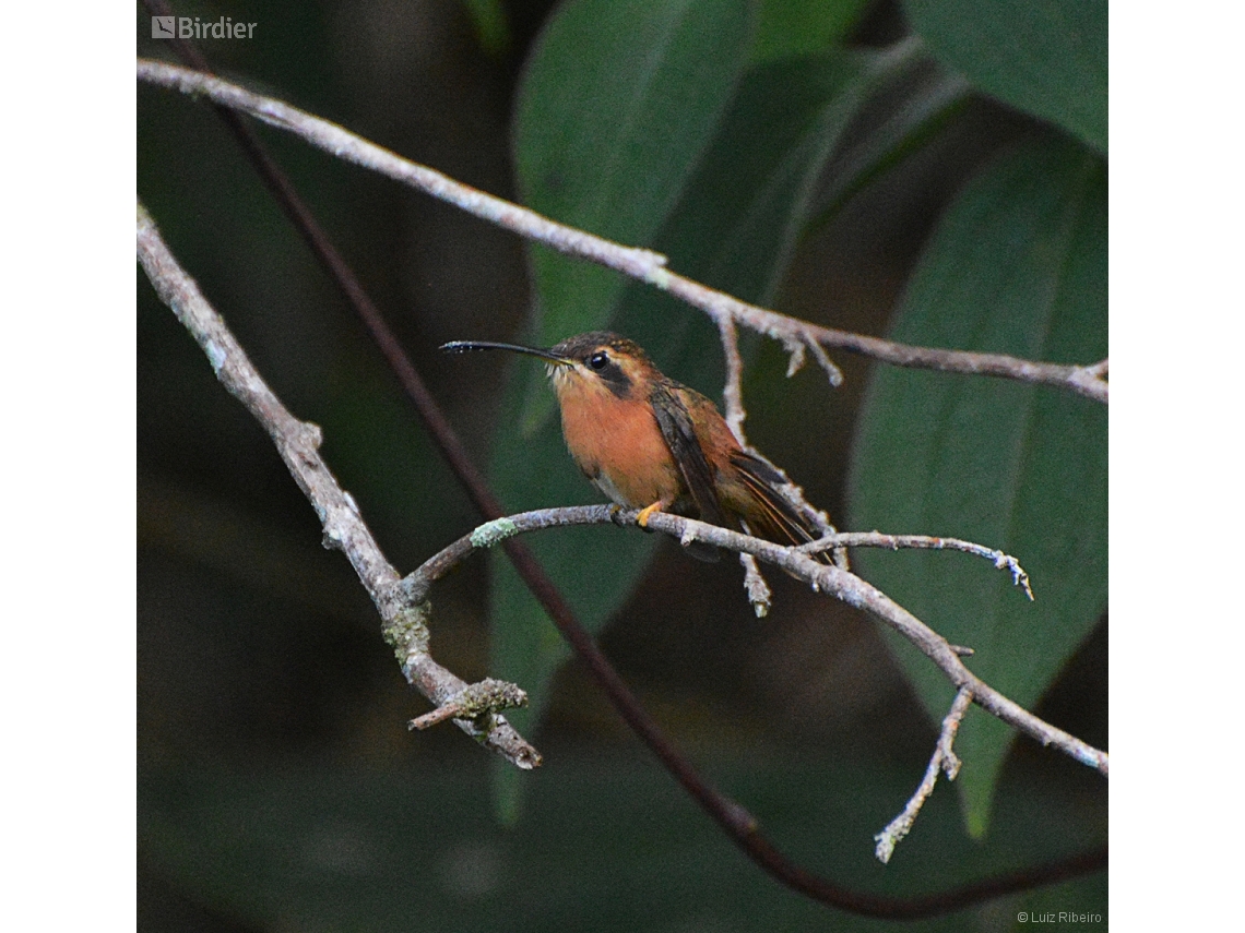 Phaethornis ruber