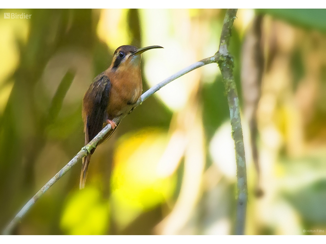 Phaethornis ruber