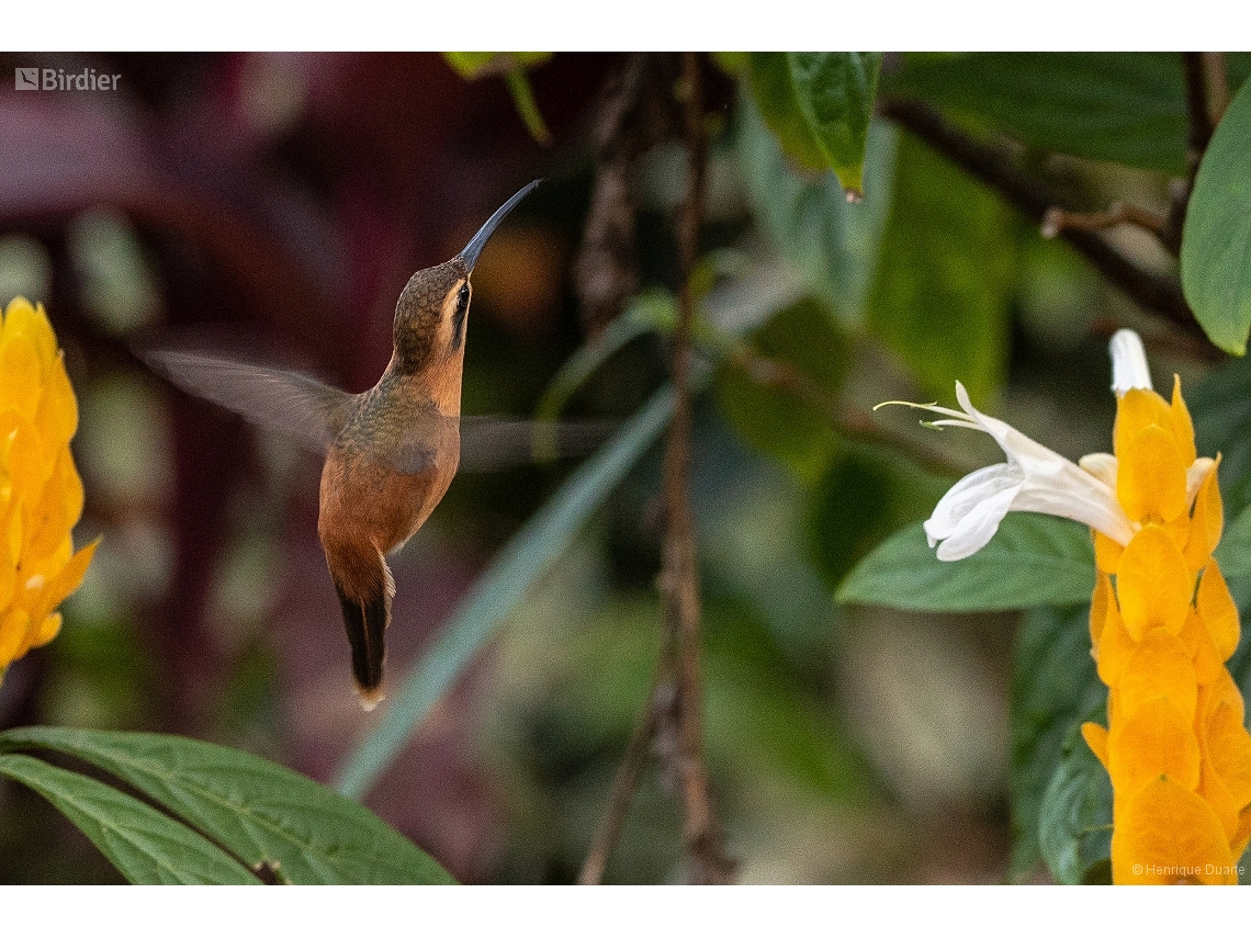 Phaethornis ruber