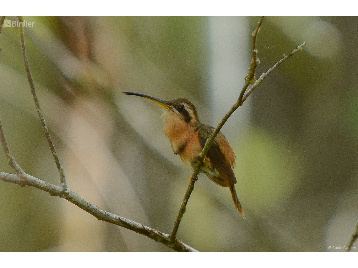 Phaethornis ruber