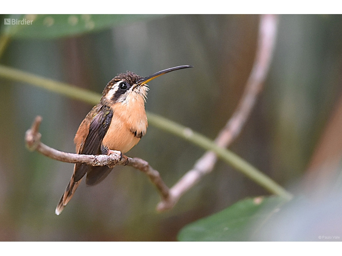 Phaethornis ruber