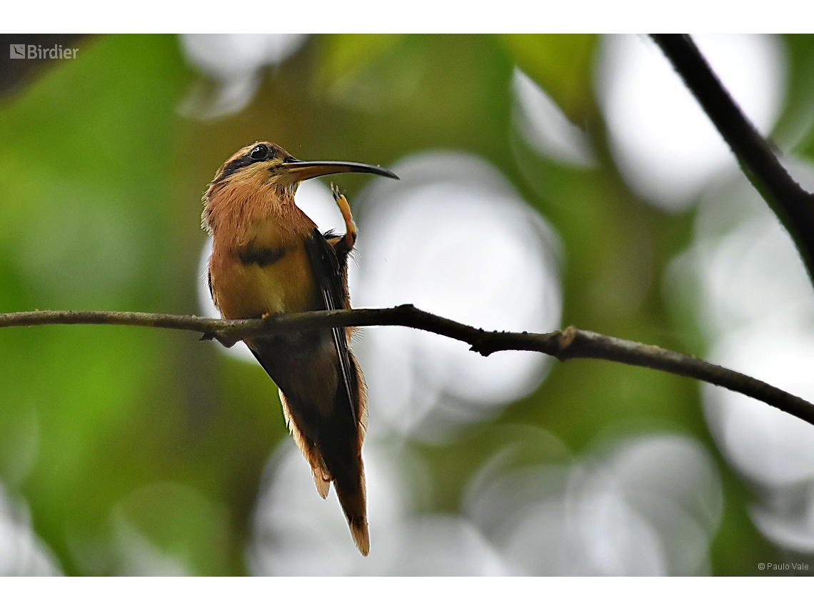 Phaethornis ruber