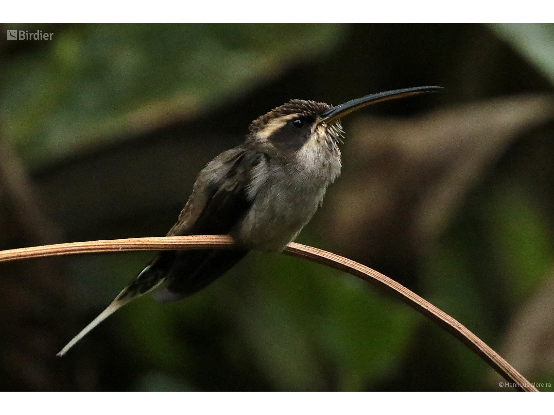 Phaethornis squalidus