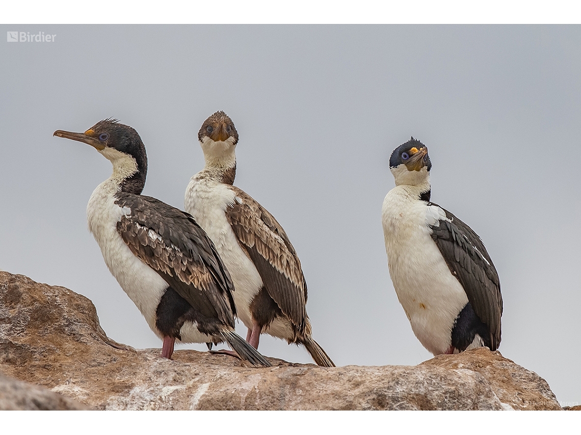 Leucocarbo atriceps