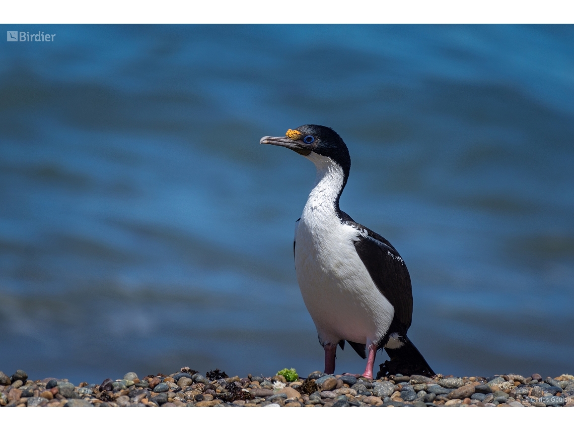 Leucocarbo atriceps