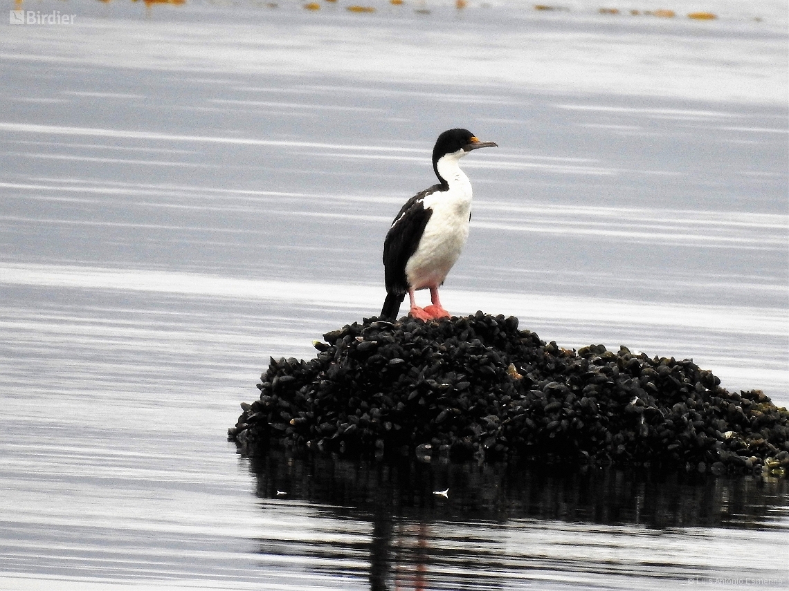 Leucocarbo atriceps