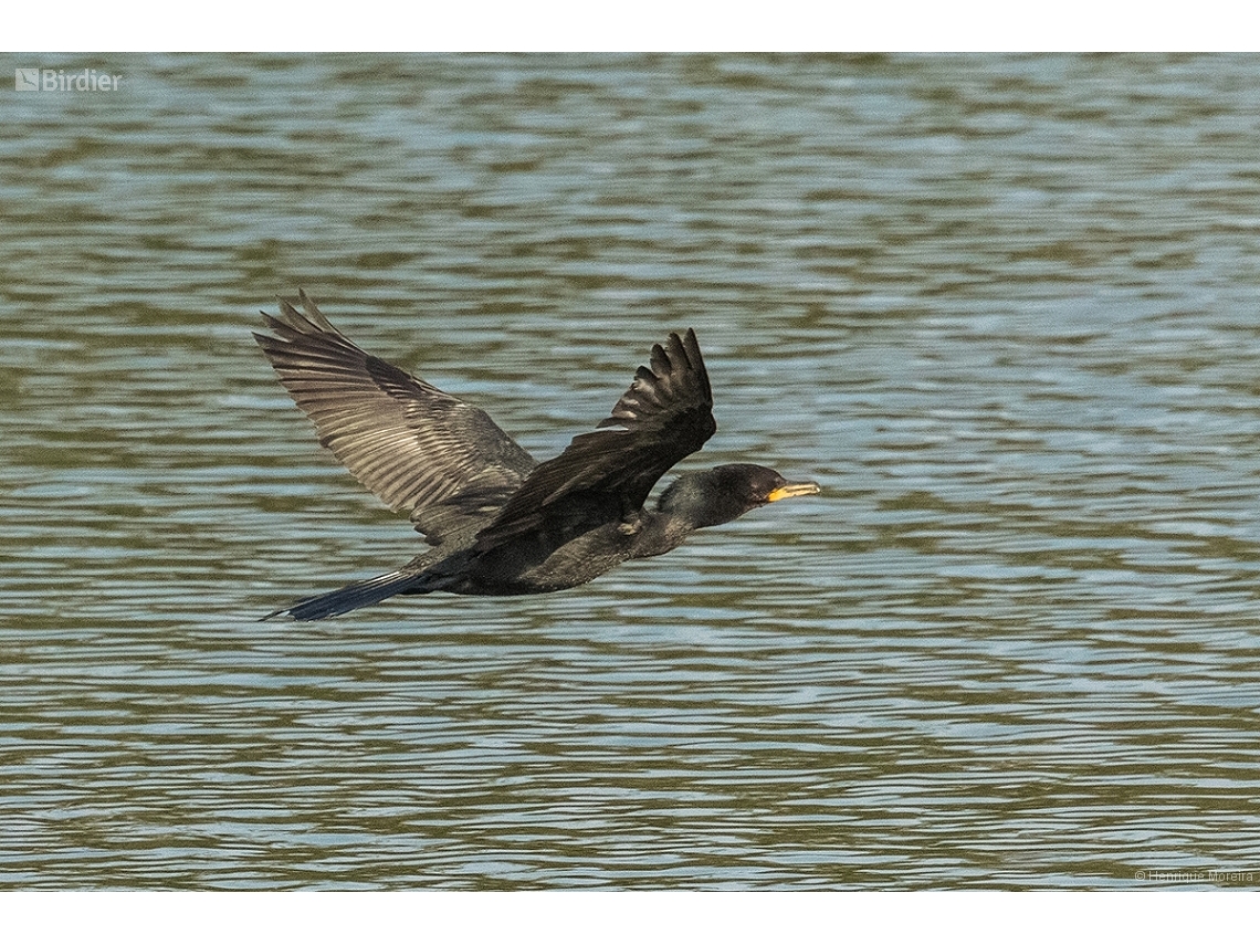 Nannopterum brasilianum